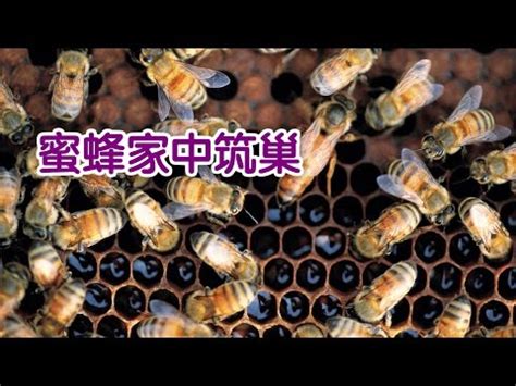 蜜蜂在家築巢 風水|【蜜蜂窩 風水】蜜蜂在我家築巢風水好 